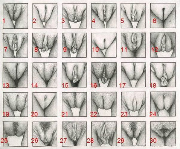 Голенькие вагины – такие разные и такие одинаковые