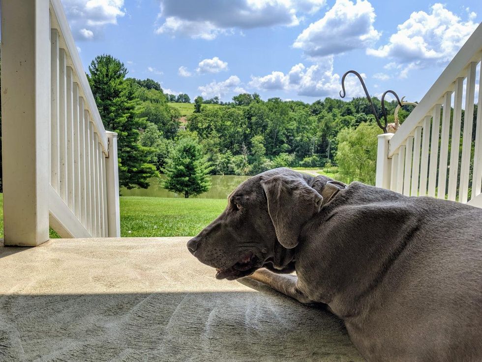 pennsylvania dog