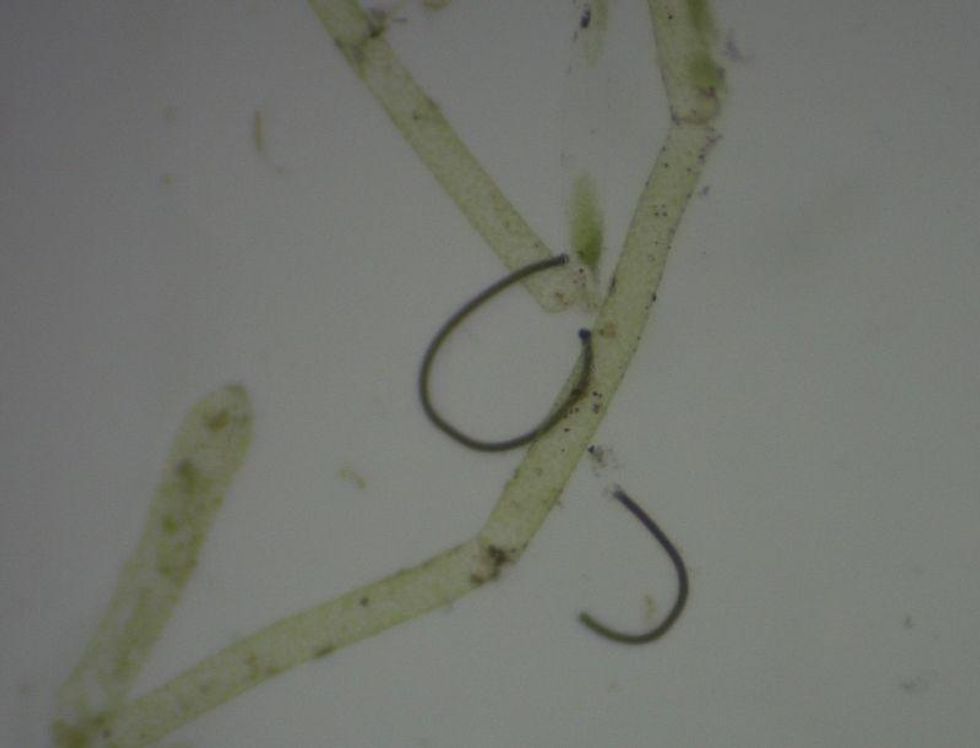 great lakes plastic algae
