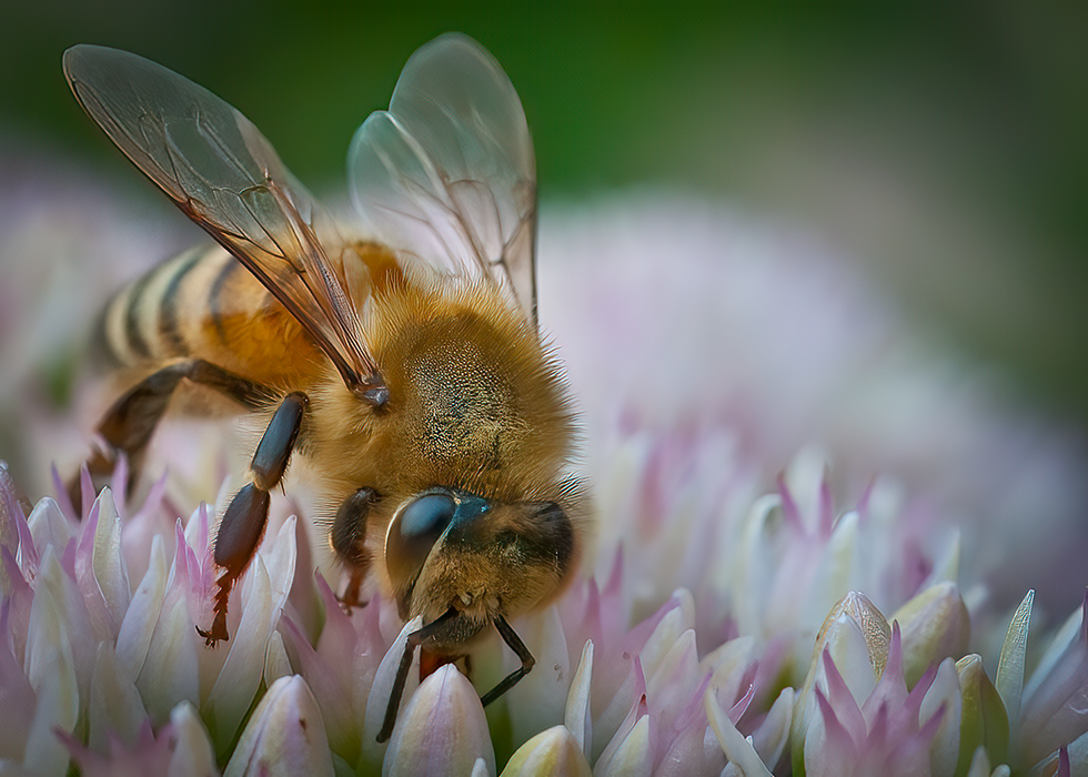 EU top court upholds ban on Bayer pesticides linked to harming bees 1 EU top court upholds ban on Bayer pesticides linked to harming bees