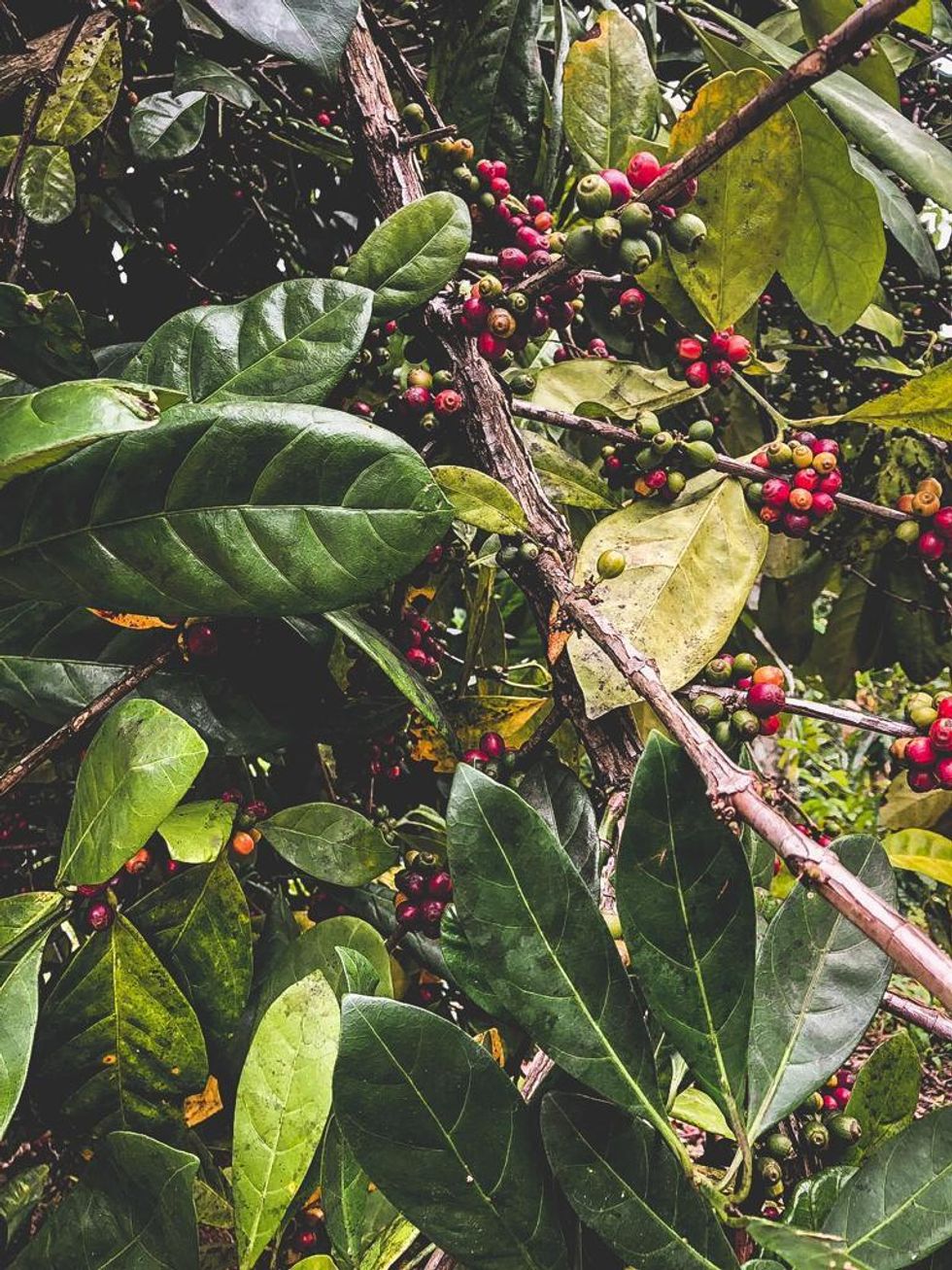 My island does not want to be resilient. We want a reclamation. 4 Puerto Rico coffee