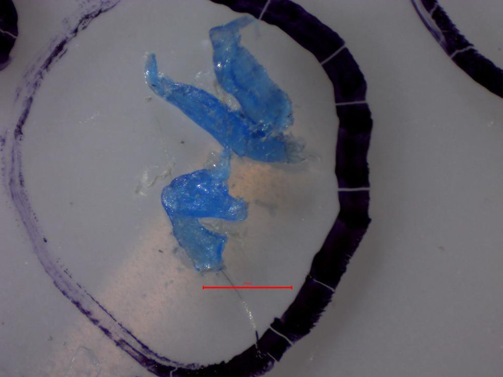 Record levels of harmful particles found in Great Lakes fish 2 Plastics in fish