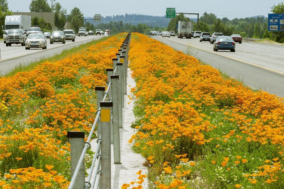 Pollinators Could Win When the Infrastructure Bill Passes 1 Pollinators Could Win When the Infrastructure Bill Passes
