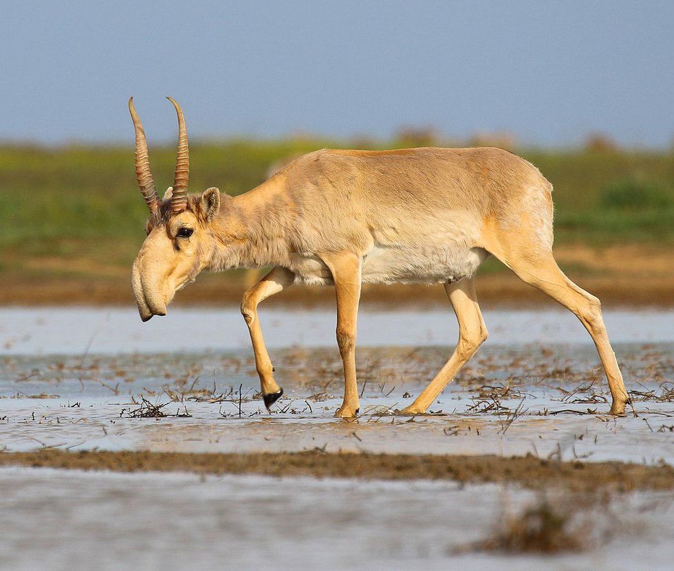 Rising Arctic Temperatures Mean Migrating North No Longer Worth It for Many Species, Study Finds 1 Rising Arctic Temperatures Mean Migrating North No Longer Worth It for Many Species, Study Finds