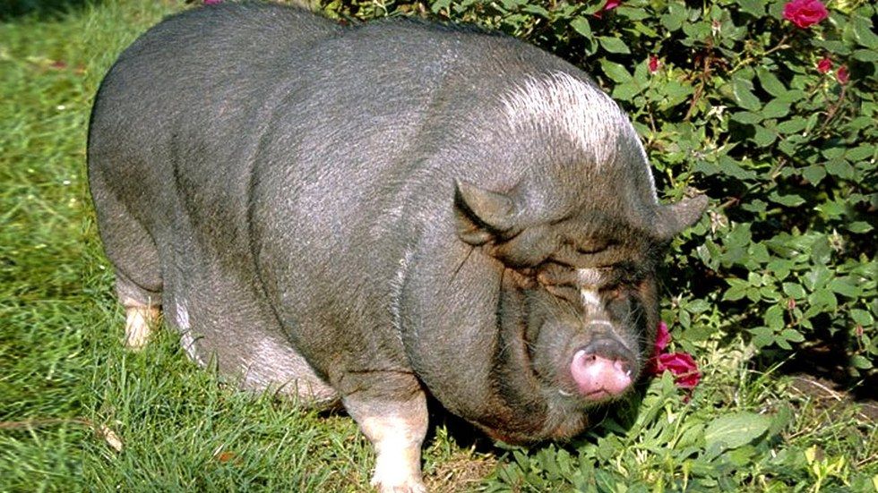 Самое толстое животное в мире фото