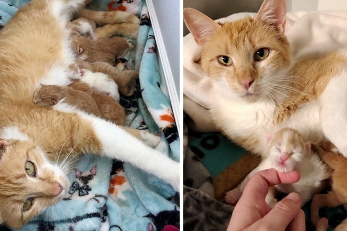 Farm Cat Purrs Up A Storm When She Finds Safe Home To Have Kittens