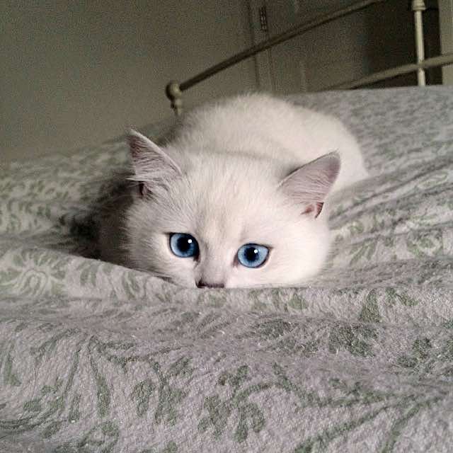 This Cat Has The Prettiest Eyes I Ve Ever Seen Love Meow