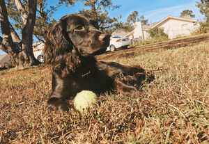 blonde boykin spaniel