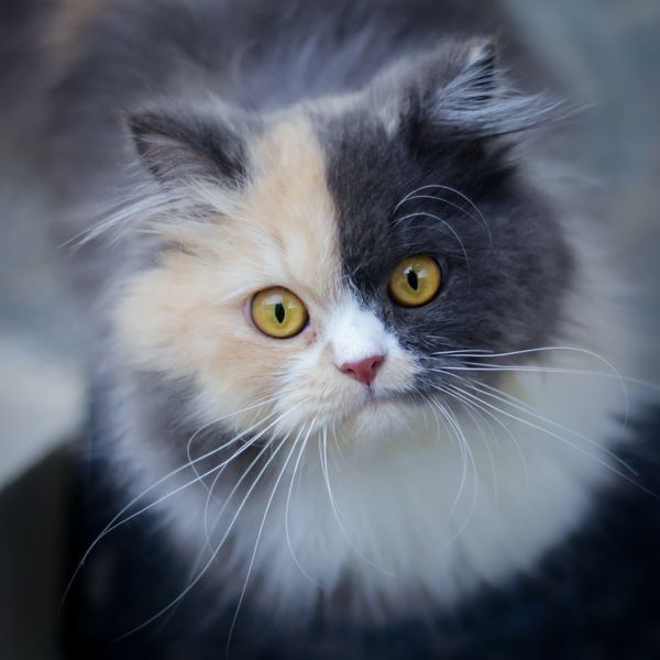 calico dilué, chat, chimère