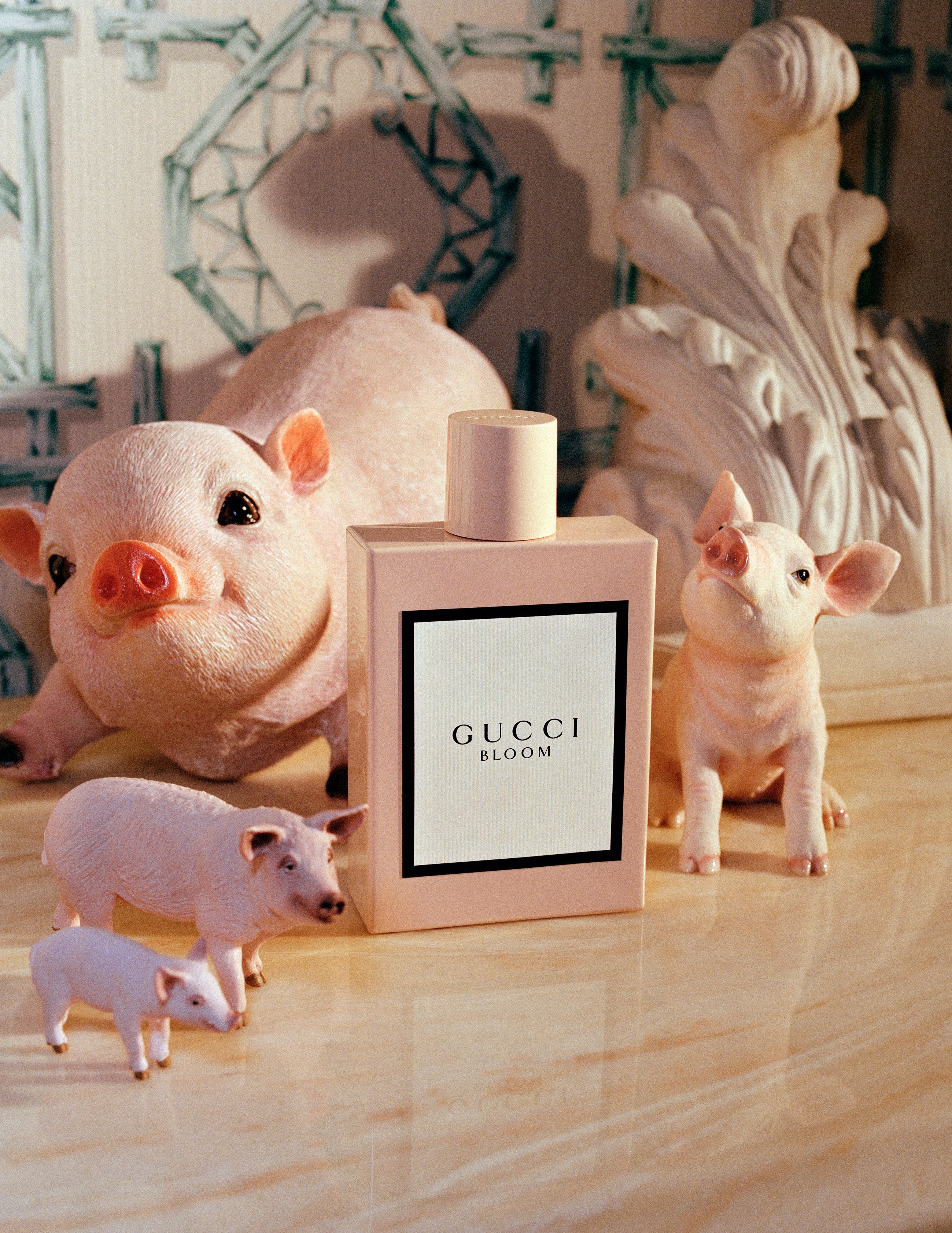 gucci year of the pig