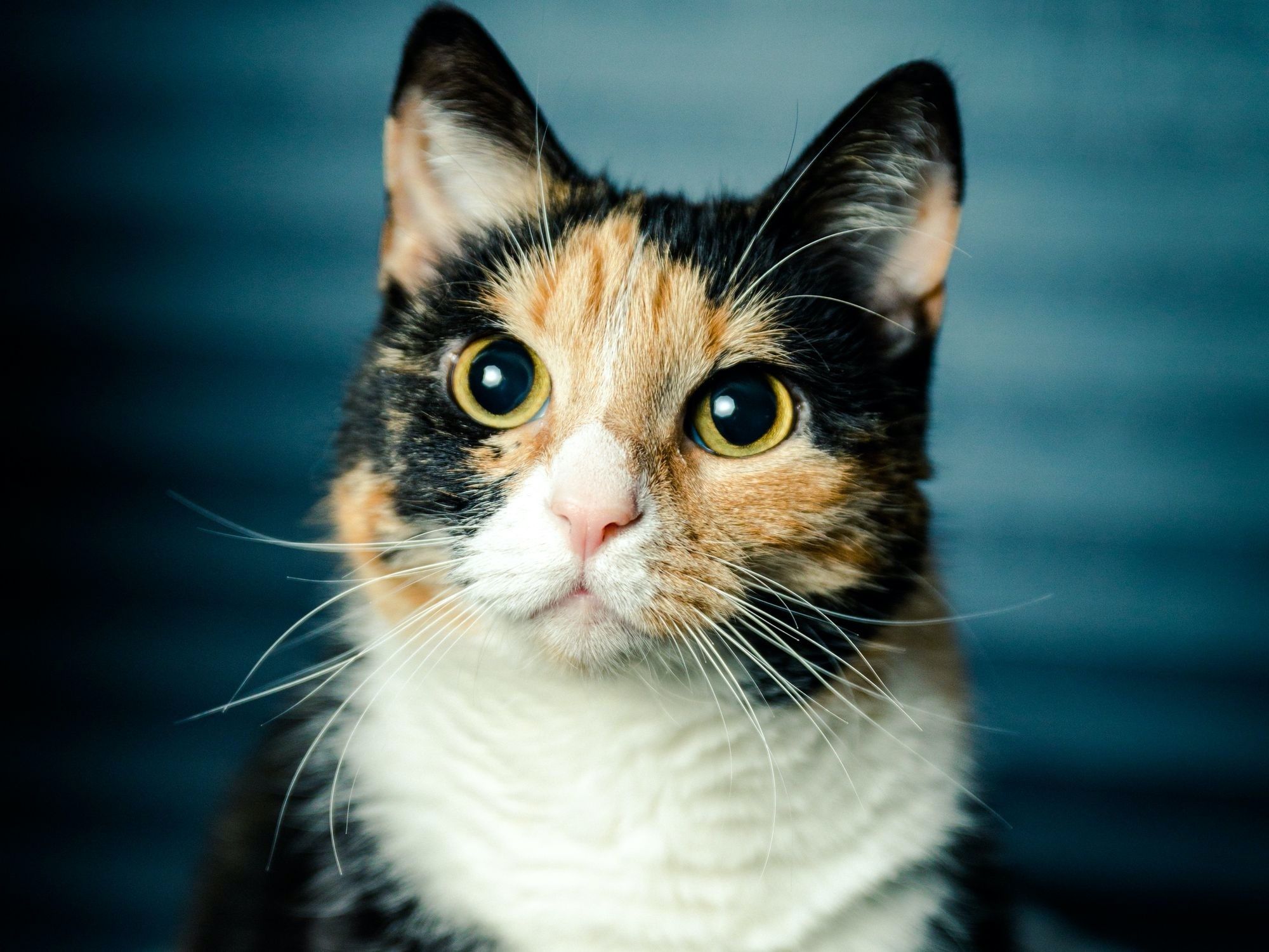 chat calicot