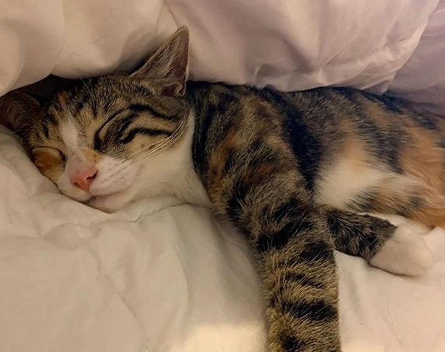 chat torbie, chat tabby
