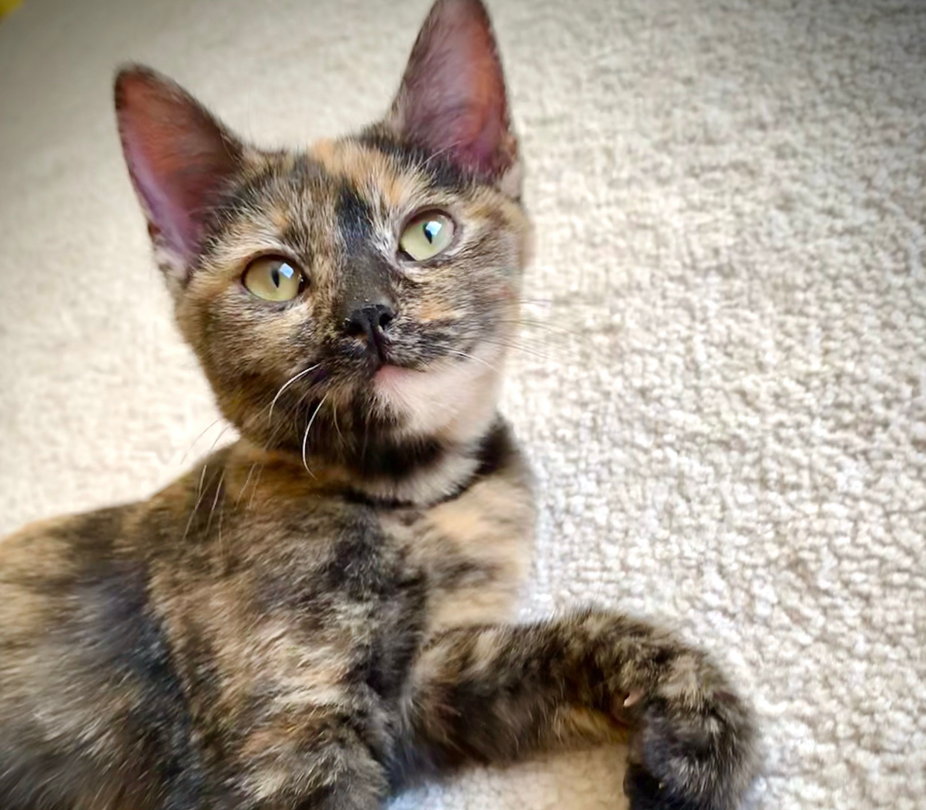 chat tortie, écaille de tortue, chaton