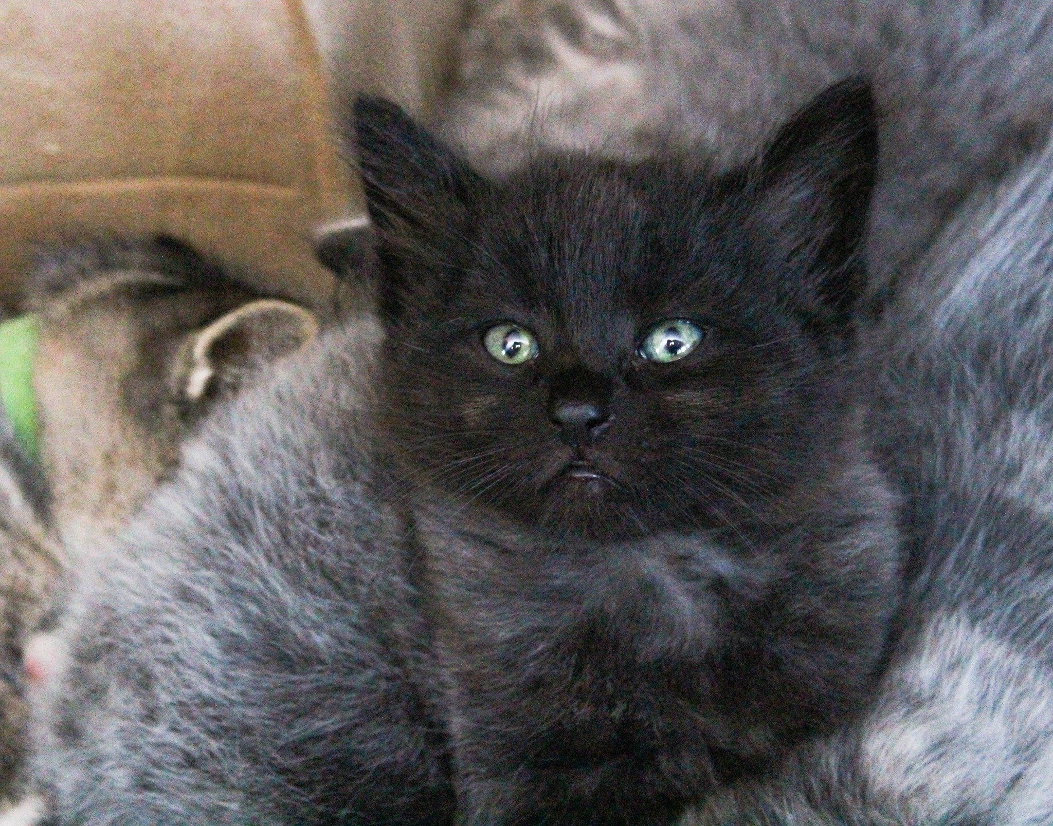 Серо черный котенок