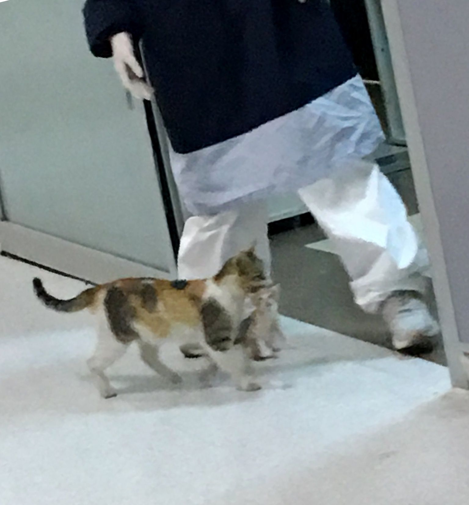 Stray Cat Barges Into Er And Carries Her Kitten To Staff For Help Love Meow