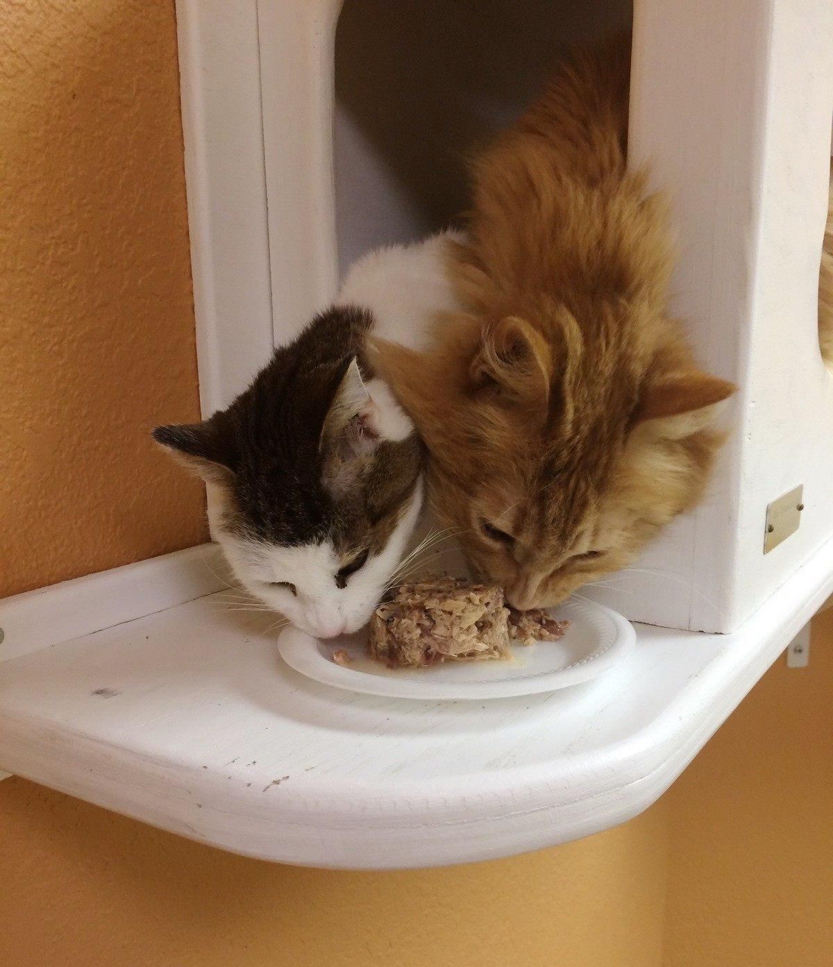 Two Cats Who Lived Rough Lives Find Each Other At Shelter Something Beautiful Happens Love Meow