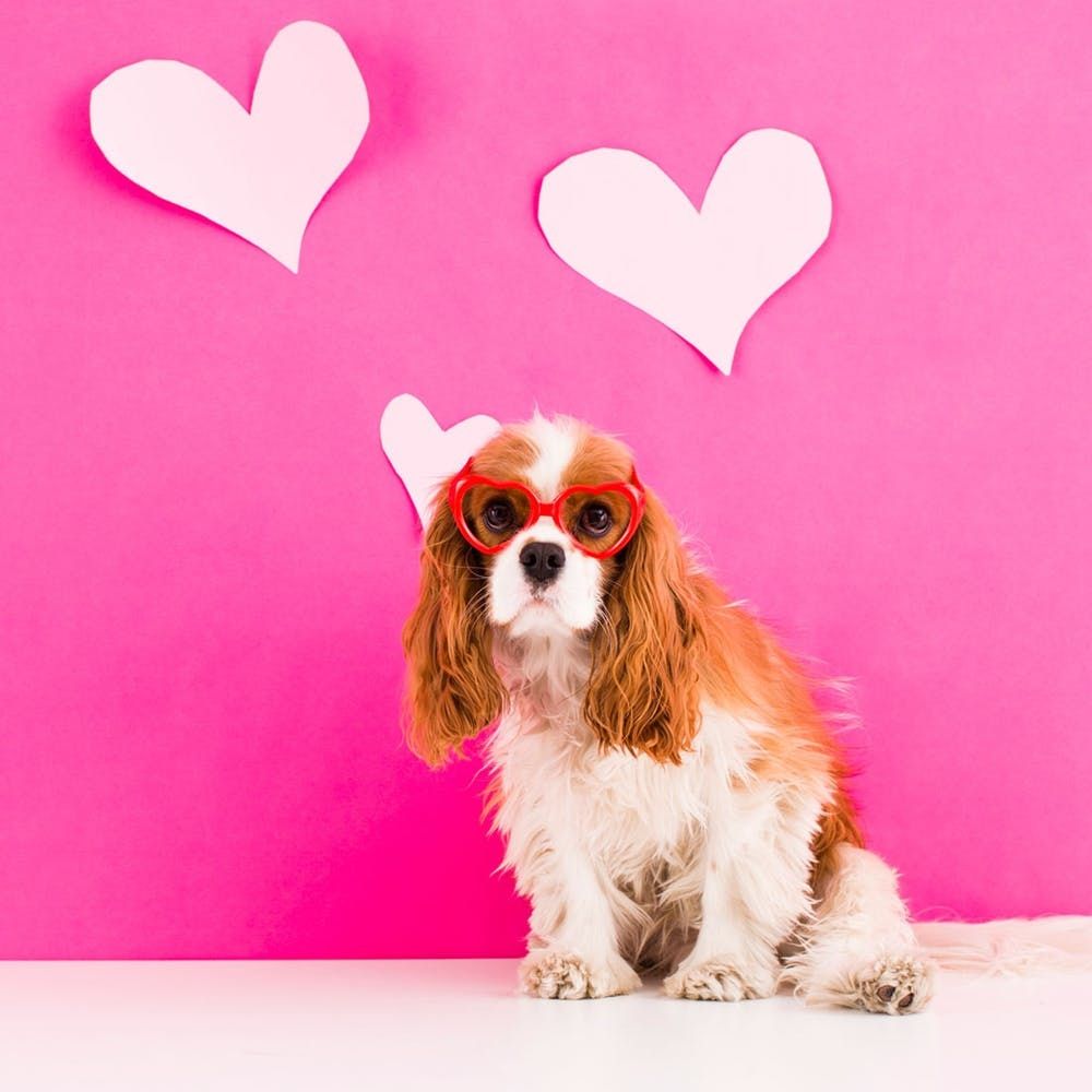 15 Most Creative Pet Names On Instagram Brit Co