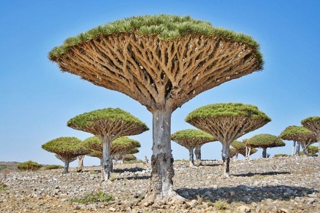 5 Dragonblood Trees Yemen The Journiest