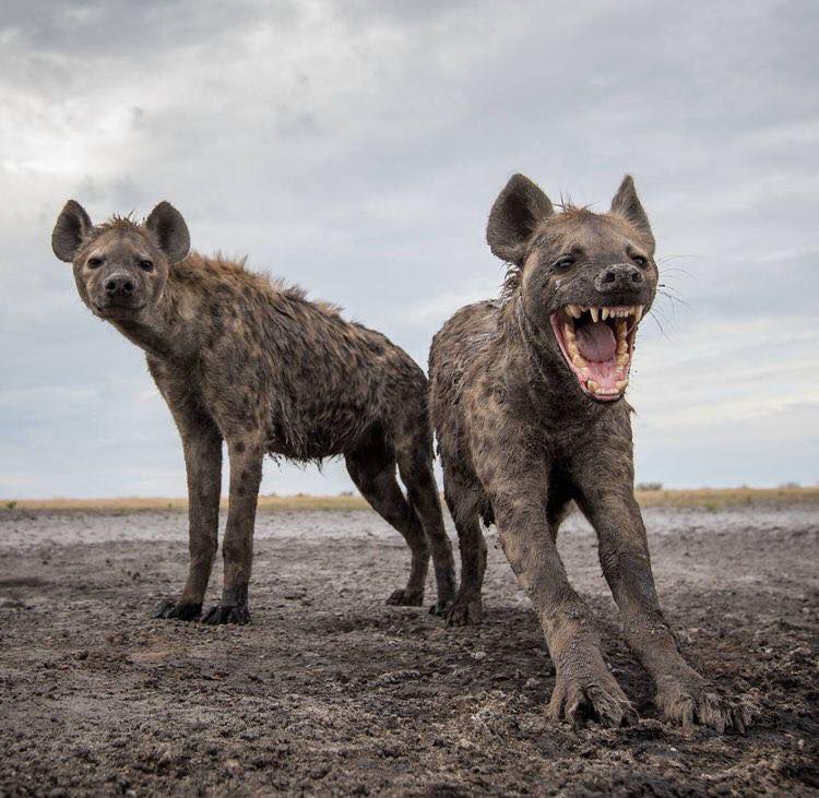 Hyena patronus