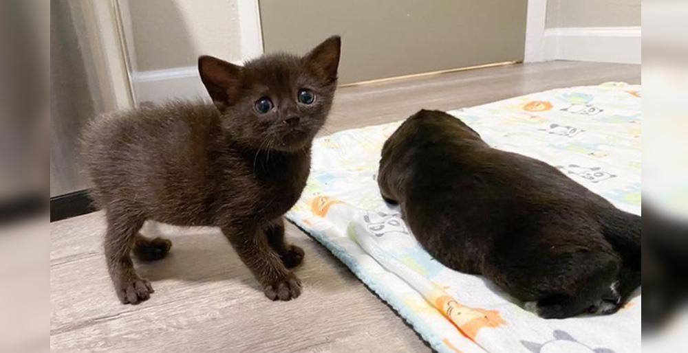 Kitten Discovers Strange Looking Cat In Nursery And They Turn Into Unexpected Friends Love Meow