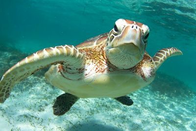 9 Super Cool Facts About Sea Turtles Ecowatch