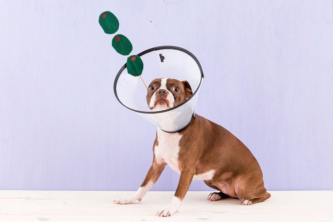 dog with cone martini