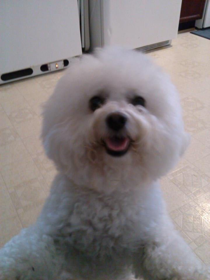 The Bichon Frise Dog Series Million Dollar Novelty Money 