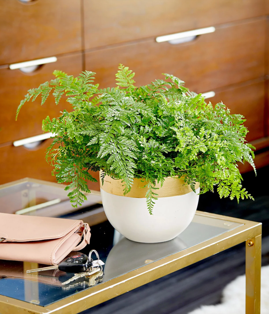 21 House Plants for the City   Brit + Co