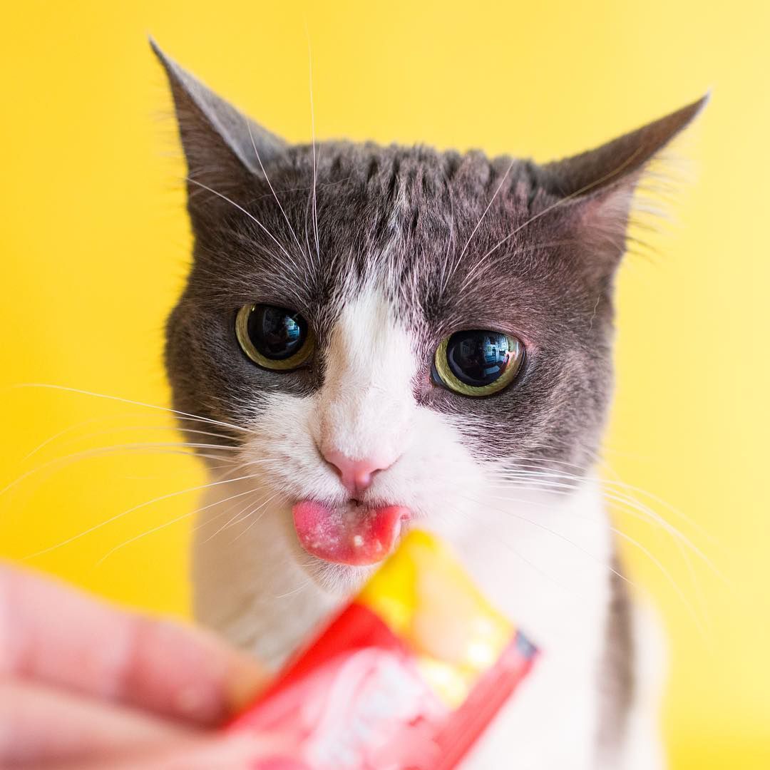 Cat gone. Коты злюки. Злюка котик милый. Мелкая злюка котик. Красоыа котики