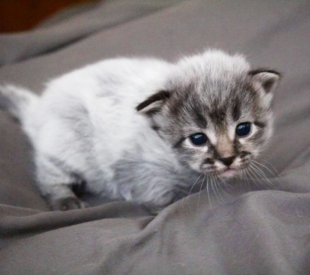 У кошки родился белый котенок. Бело серый котенок. Котята необычного окраса. Серо-белый котёнок. Котята с серо-белой шерстью.