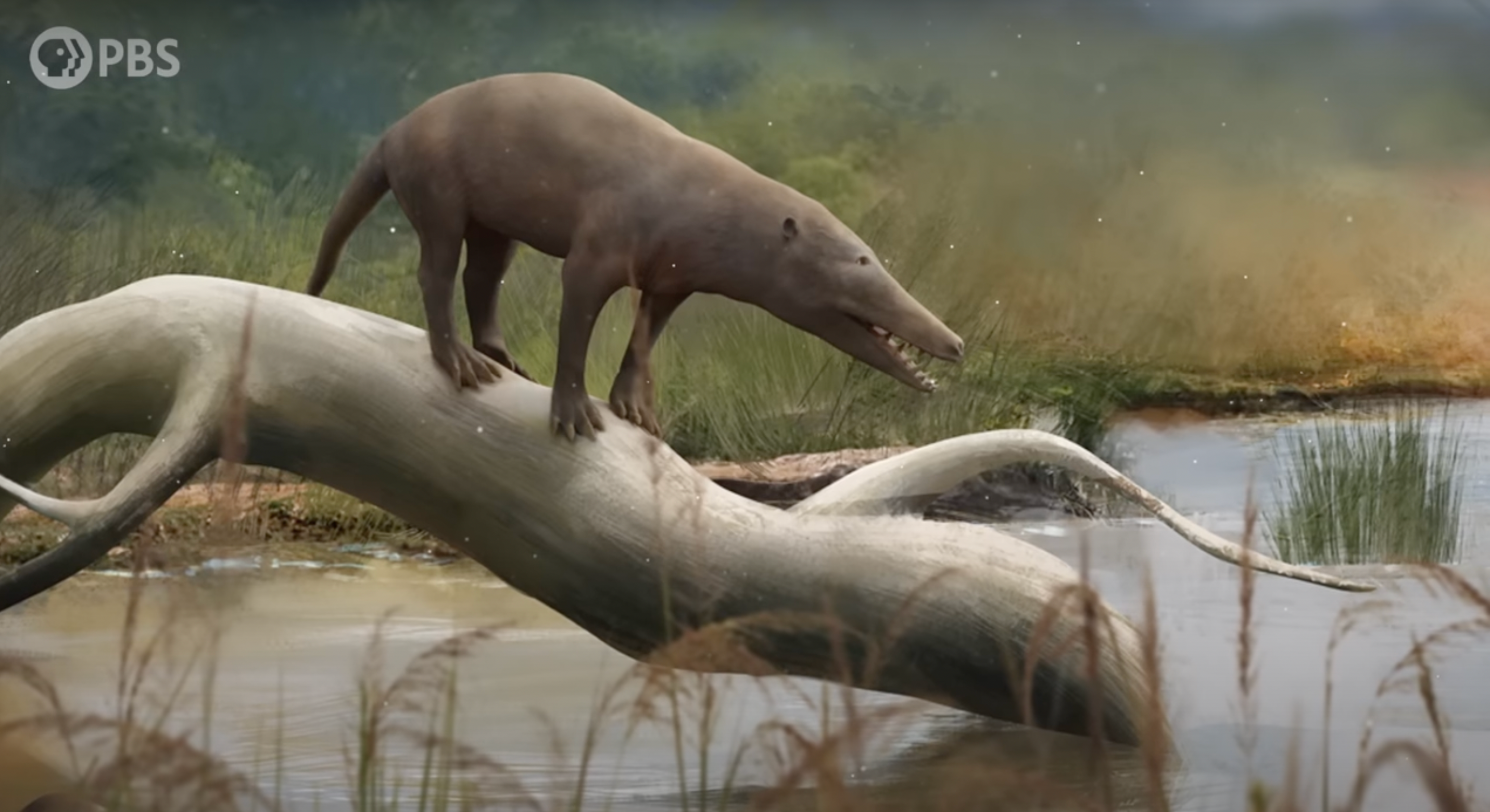 PBS video shows how wolves evolved from whales - Upworthy
