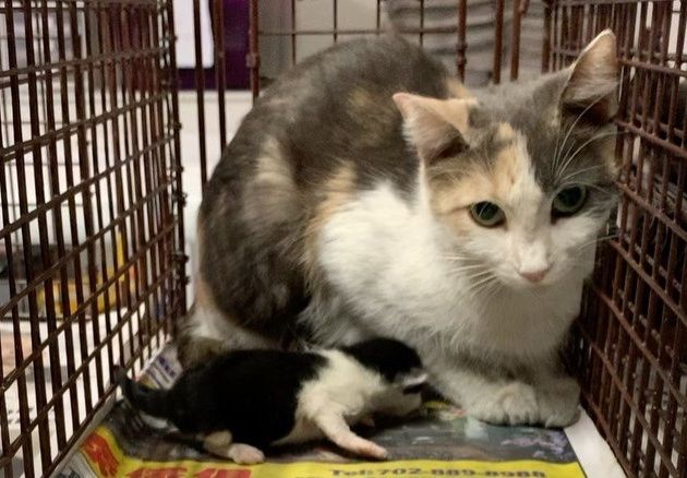 Kitten's Loud Cries Help Rescuers Find Her, They Locate Her Cat 