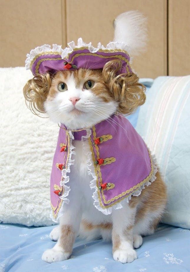 fancy dress for cats