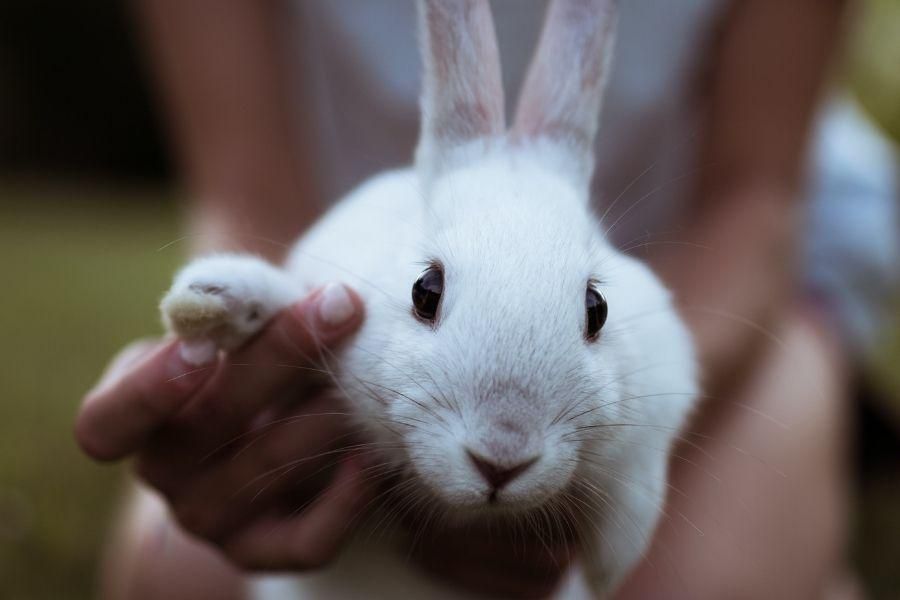 bunnies indoor pets