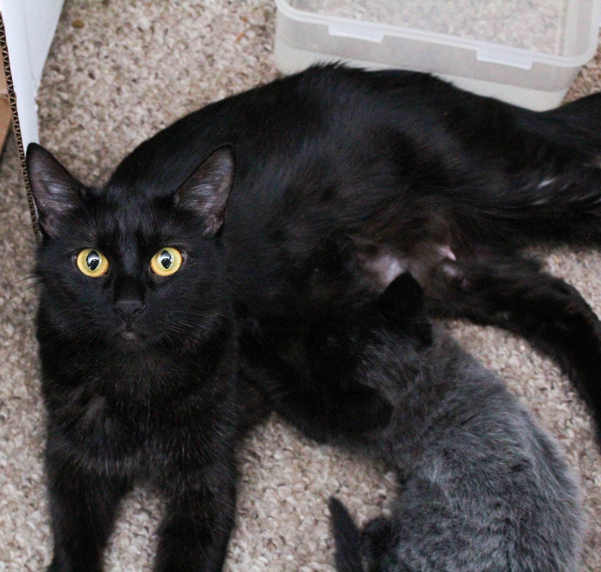Ejendomsret påske kontoførende 7 Kittens Born with "Fever Coat", Their True Colors Begin to Show As They  Grow. - Love Meow