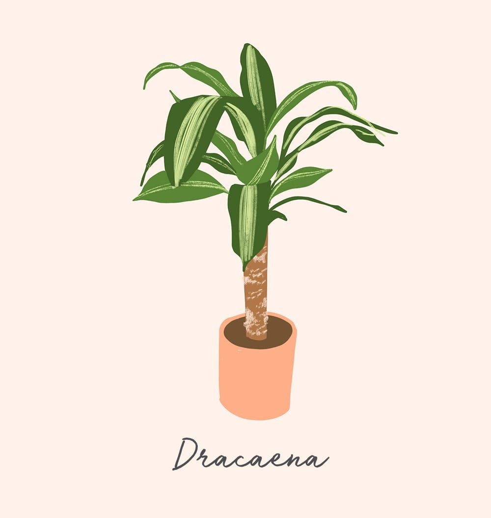 Are Corn Plants Bad For Dogs