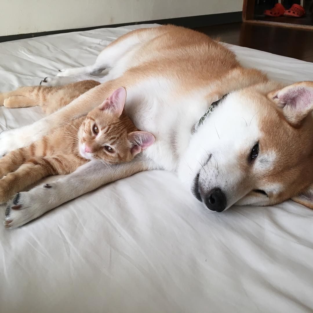 are shiba inu good with cats