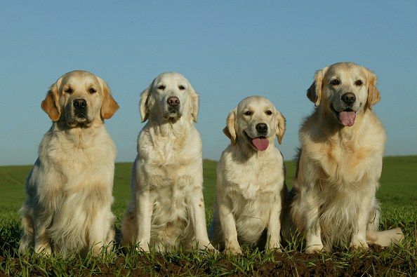 150th Anniversary of the Golden Retriever in Scotland - The Journiest