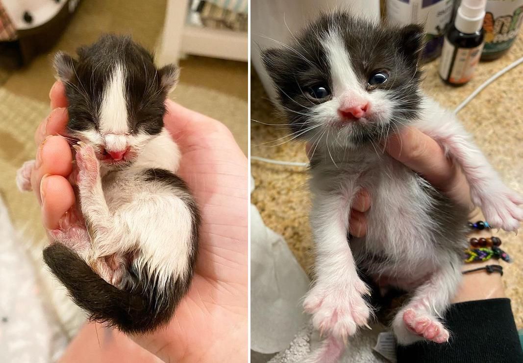 Kitten Found in Car Engine Has the Most Precious Face and is So 