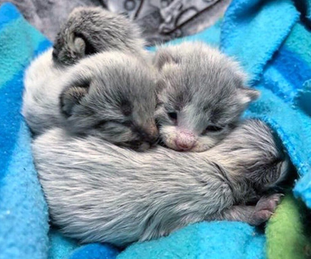 baby gray tabby kittens