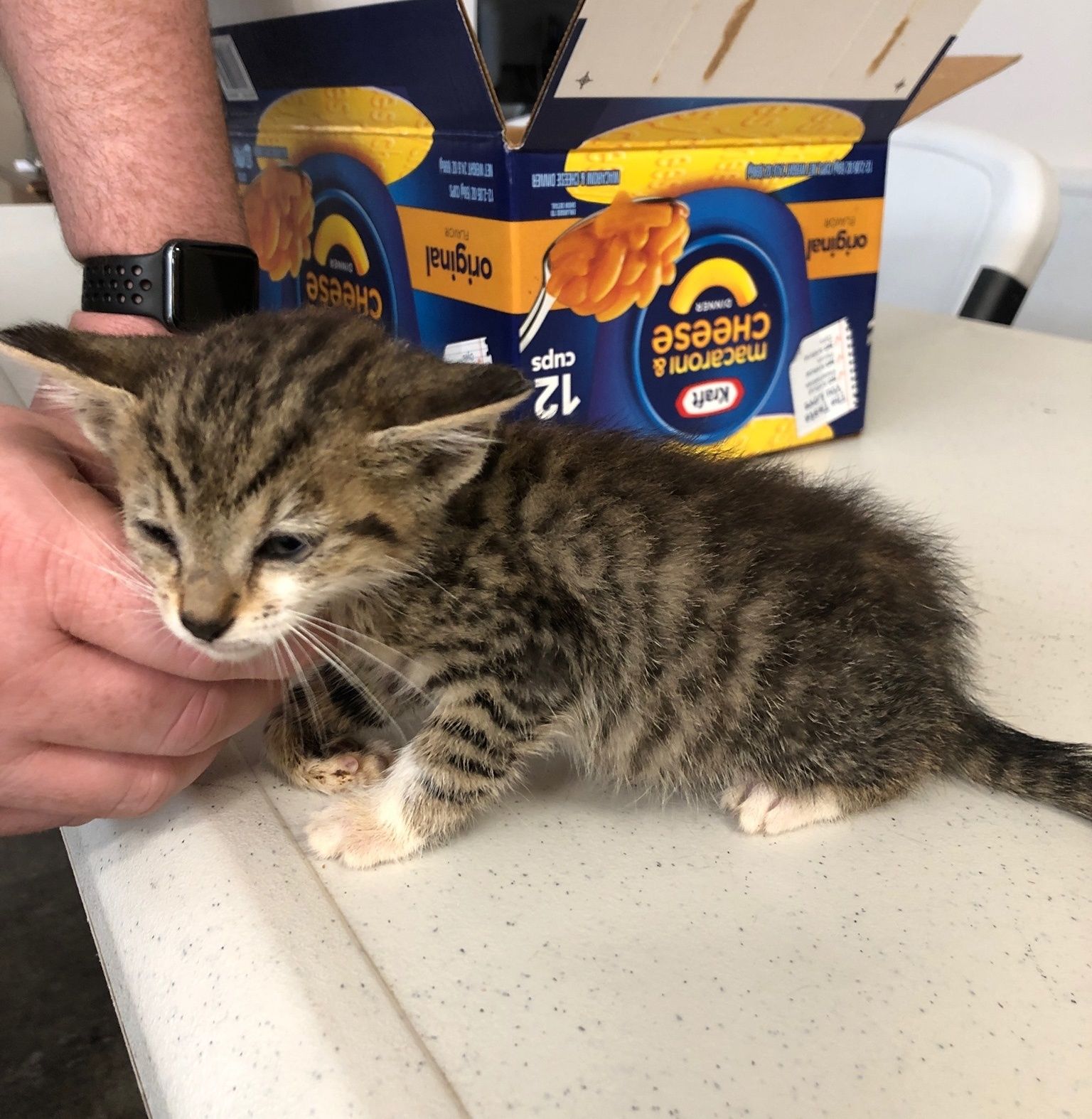 Cat 'arrested' in Janesville adopted by officer who found her