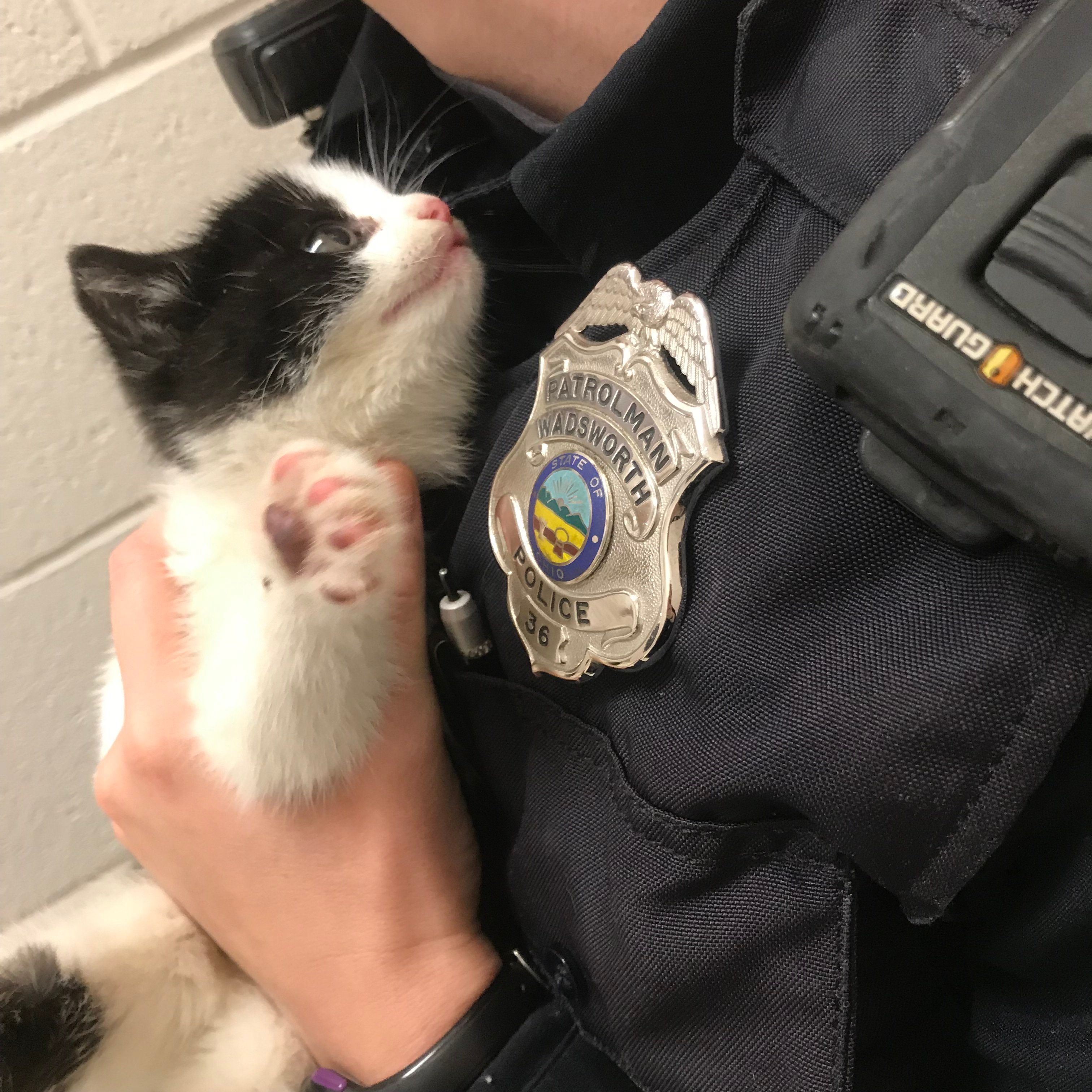 Stray Kitten Finds Police Officer To Go Home To - Love Meow