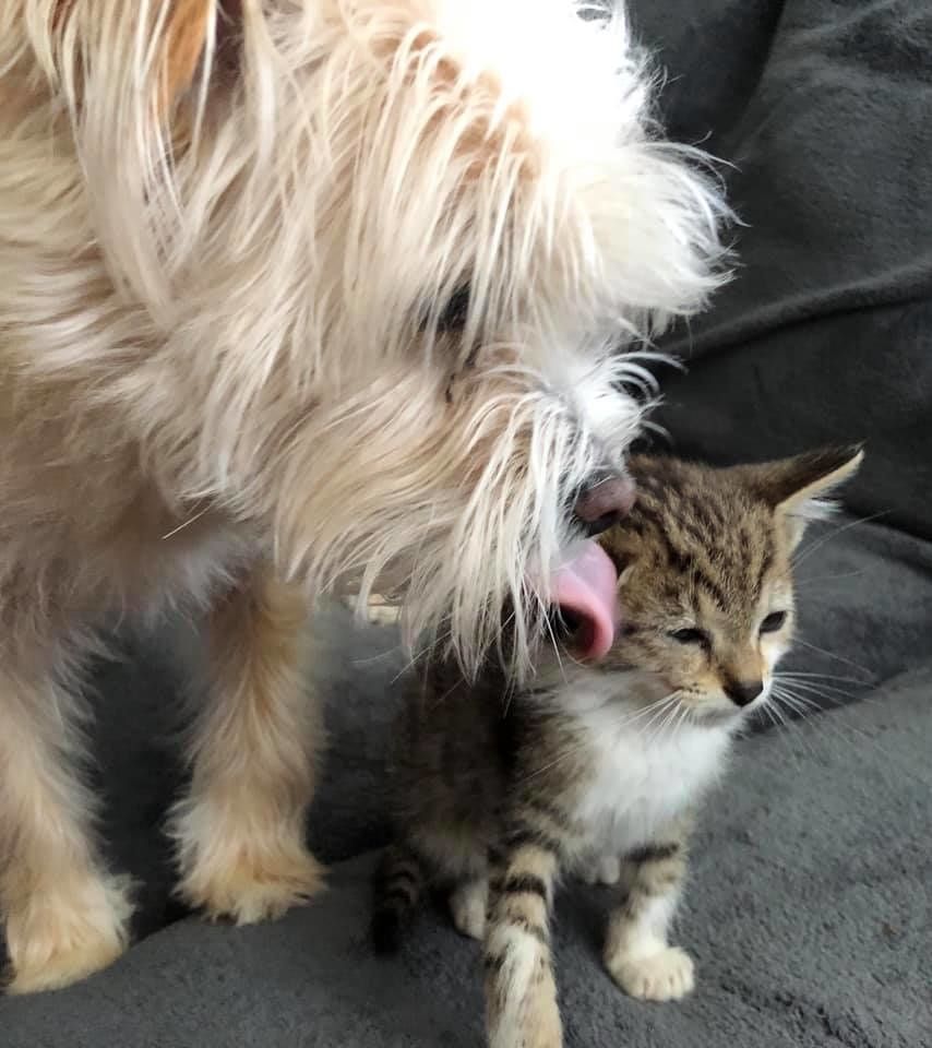 Pawfficer' reporting for duty: Adorable kitten joins ranks at Arkansas  police department