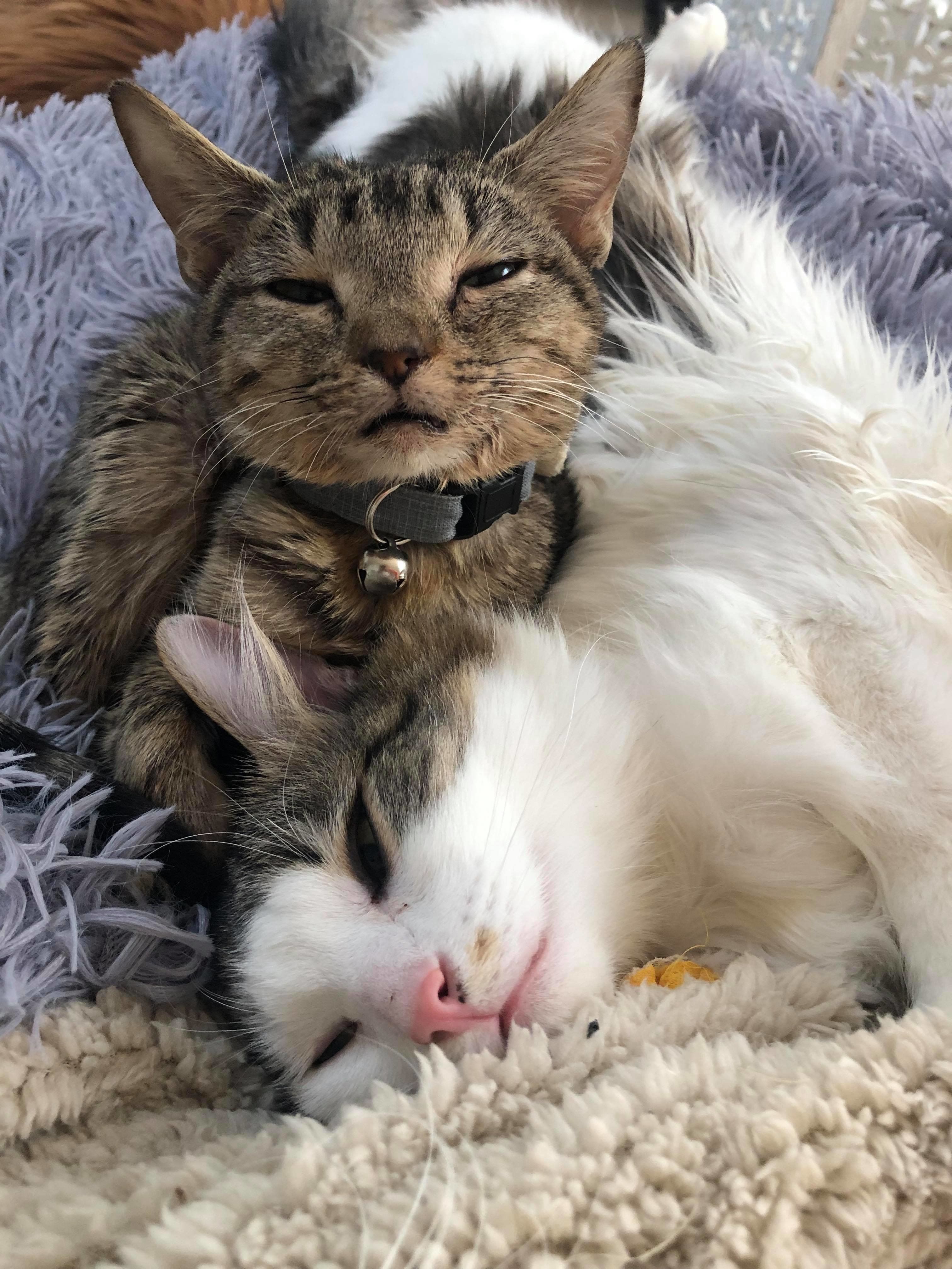 Special Needs Cats Of The Week: Booger and Tony - CatTime