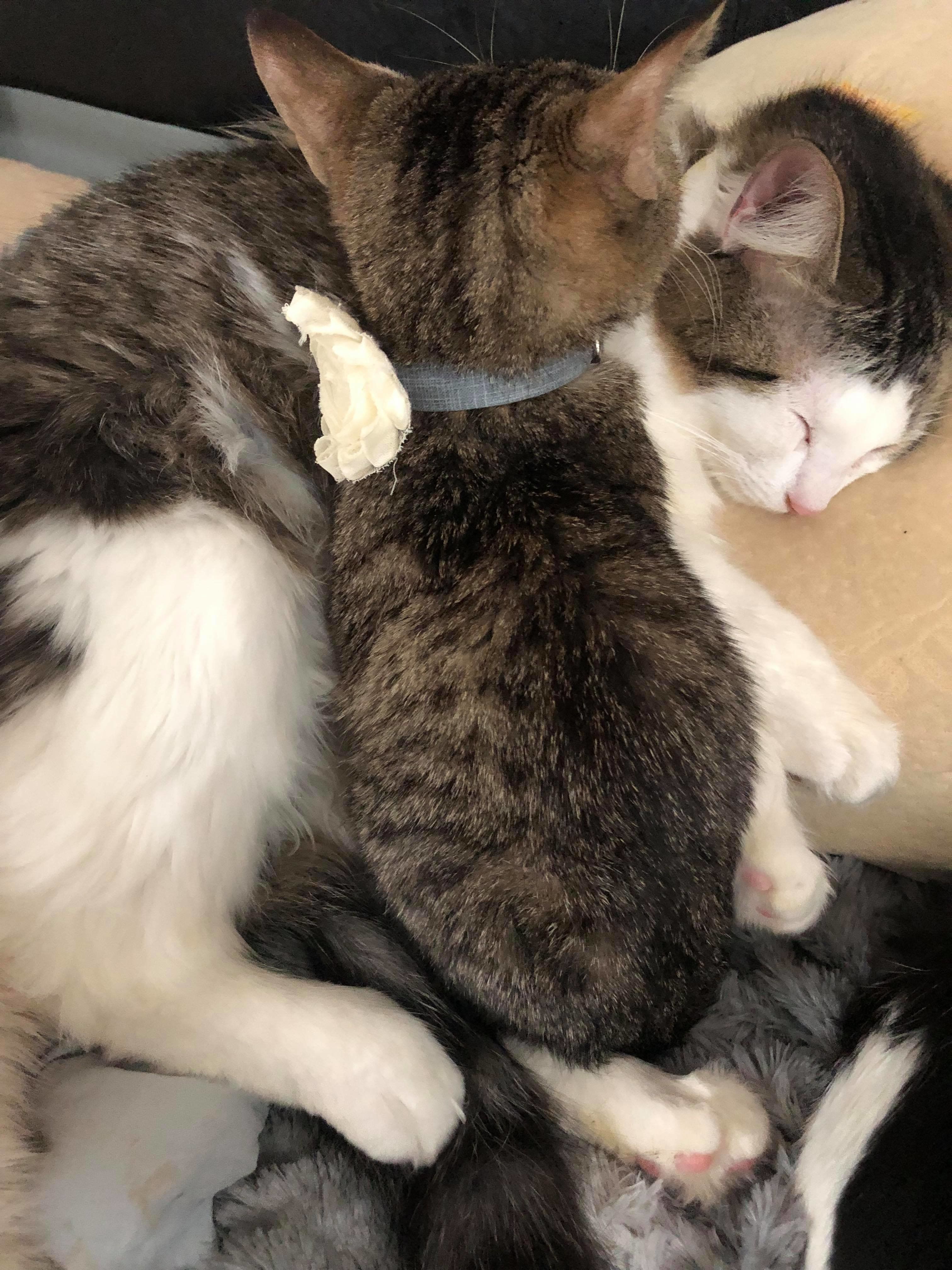 Special Needs Cats Of The Week: Booger and Tony - CatTime