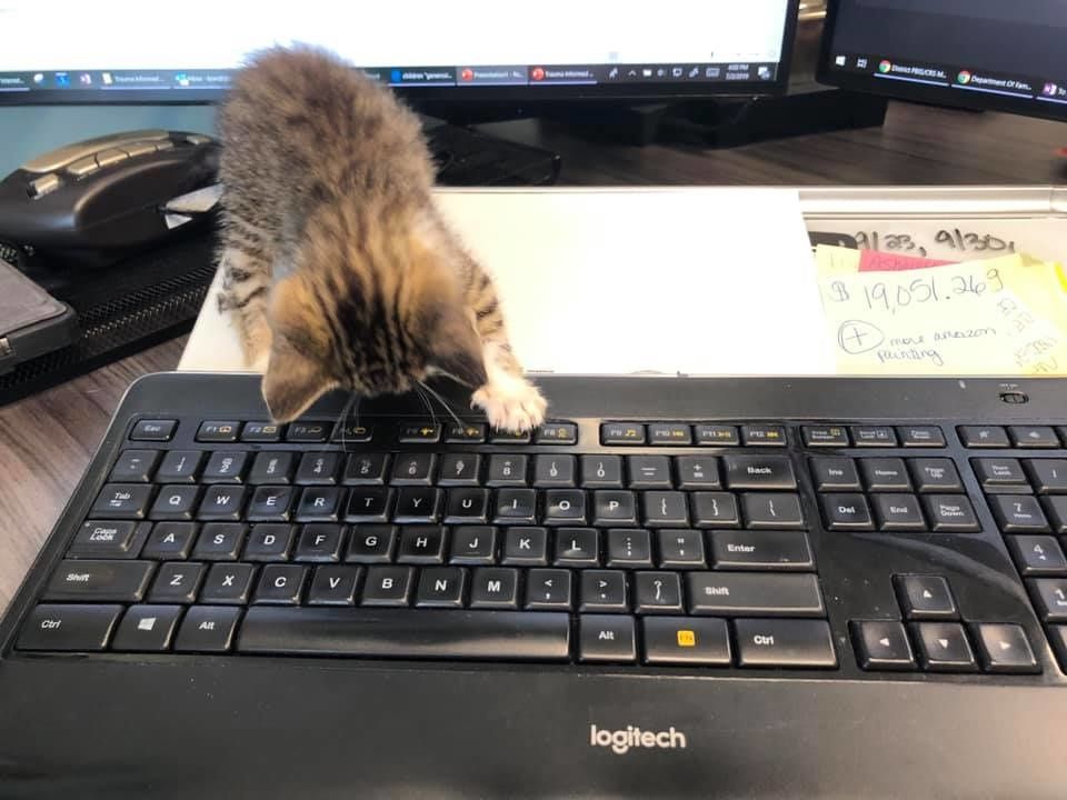 Meet Pawfficer Donut, the Troy Police Department's Adorable Cat –  Meowingtons