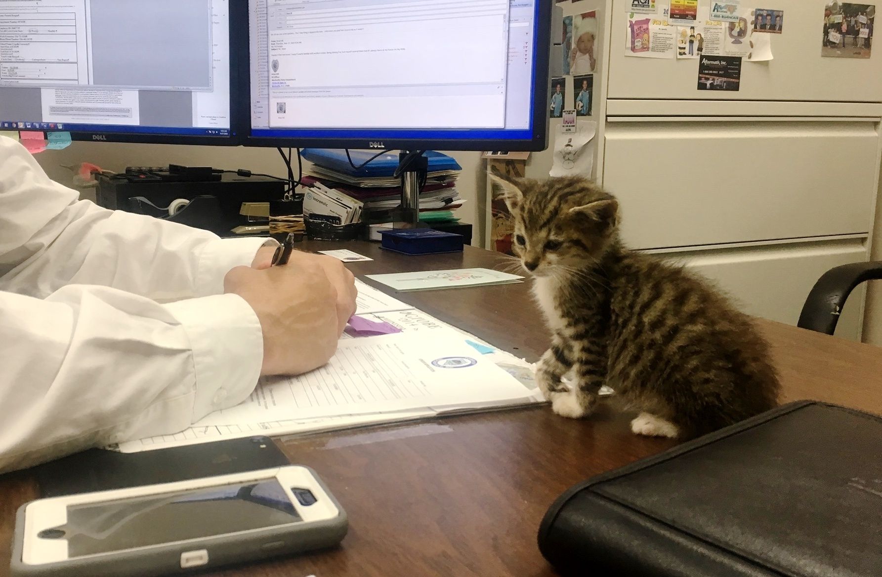 Residents Purr-turbed Over NC Cat's Ouster From Police Force