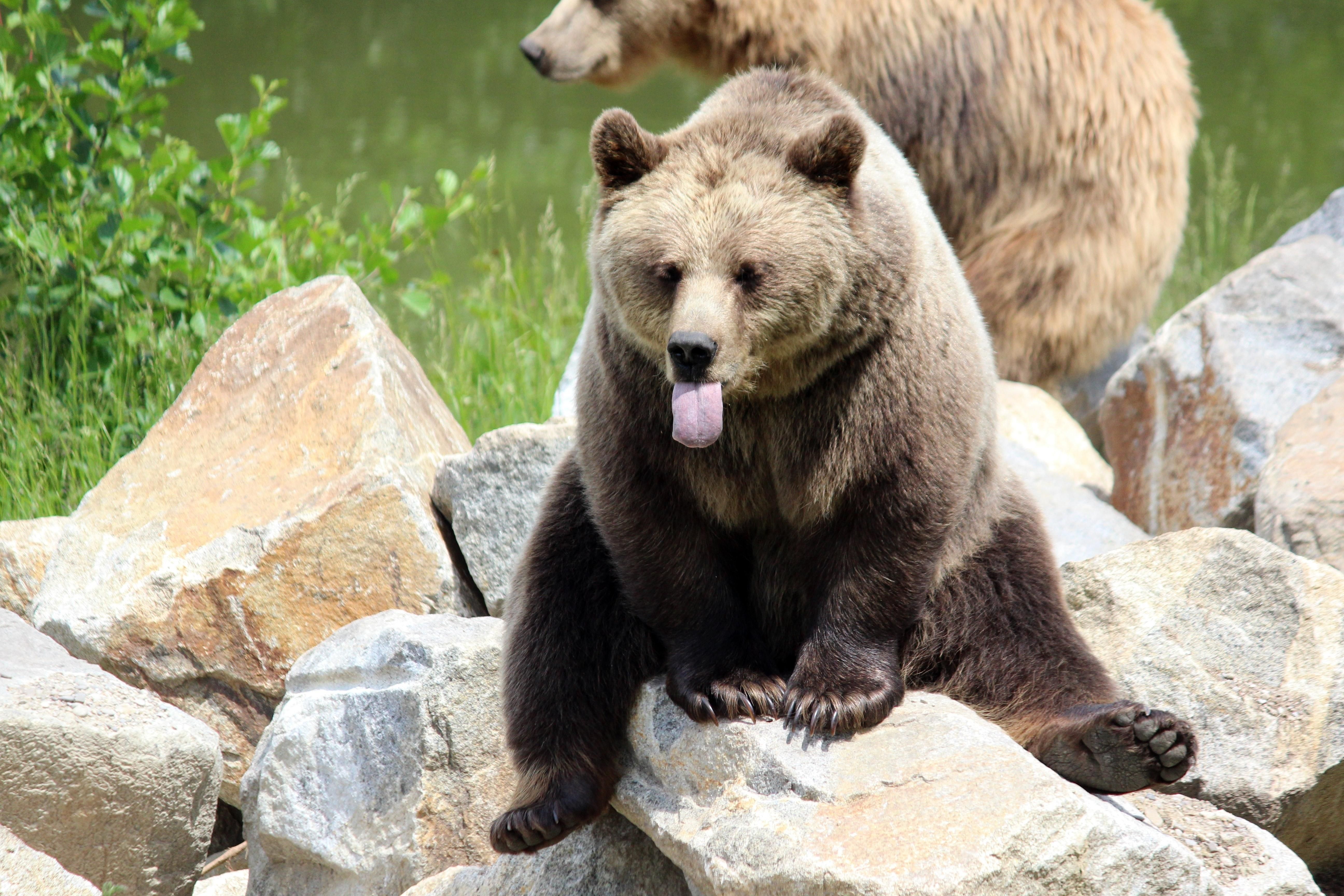 Celebrating “Fat Bears” to Promote Conservation – WellBeing