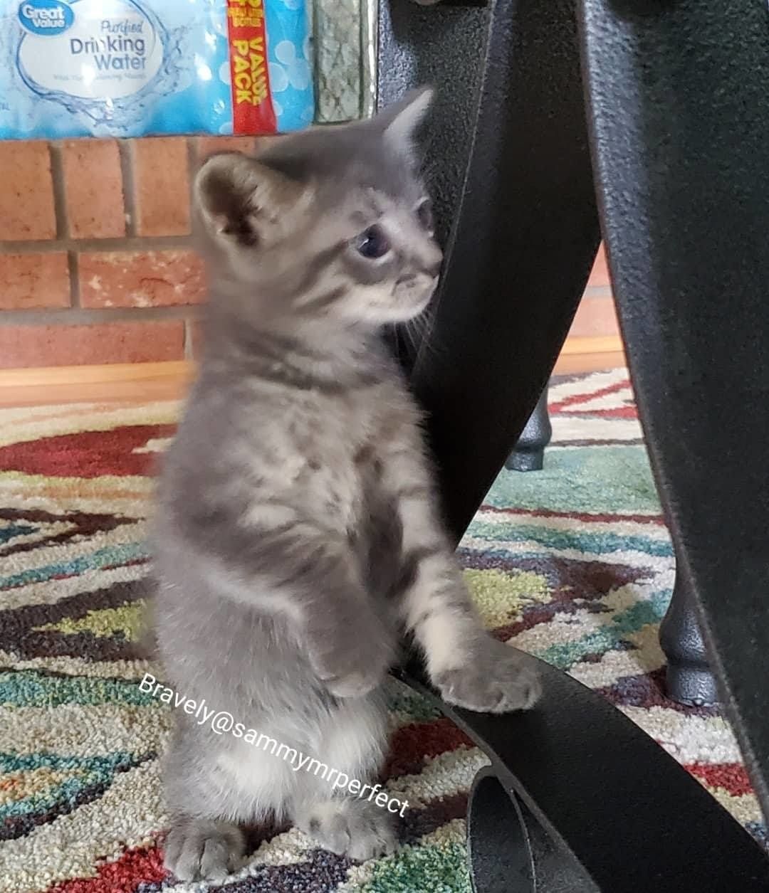 Police Cat Keeps A Close Eye On All The Officers