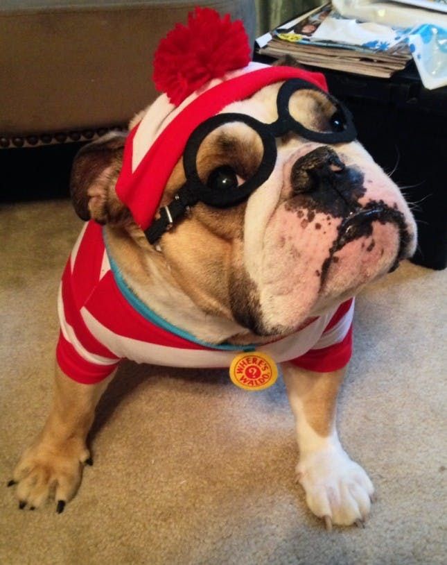 100 Genius Pet Halloween Costumes - Brit + Co